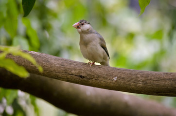 java sparrow