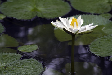European white waterlily or nenuphar, a beautiful aquatic flower