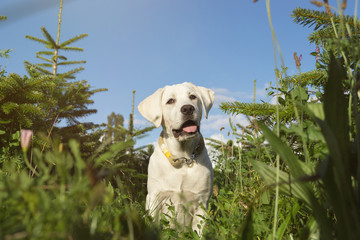 Junger süßer Labrador Retriever Hund Welpe in der Natur auf einem Feld mit Büschen und Bäumen 