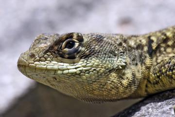 Head of small lizard very common in Brazil