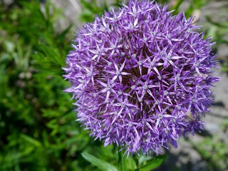 Runde lila Blüte von oben 