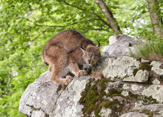Crouching Lynx