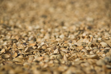  Seashell background. Azov sea. Dolzhanskaya Spit