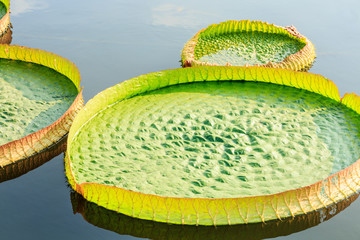 Victoria lotus or King lotus leaves grow in the pond