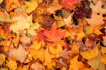 Bright color Maple leaves on the ground