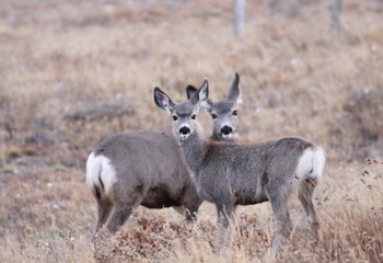 Obraz premium White tailed deers in the meadow