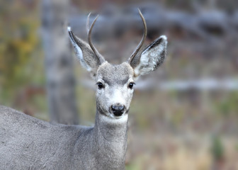 White tailed deer in the meadow