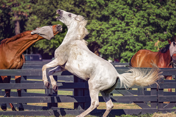 Horses in Hilton Head Island