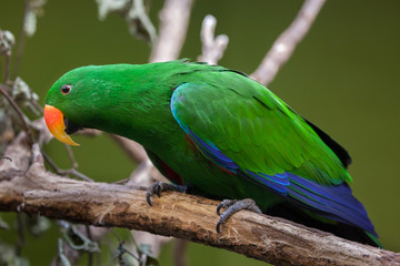 Eclectus parrot (Eclectus roratus).