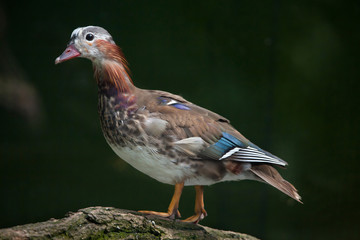 Mandarin duck (Aix galericulata).