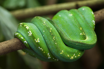 Green tree python (Morelia viridis).