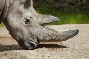 Fototapeta premium Southern white rhinoceros (Ceratotherium simum simum).