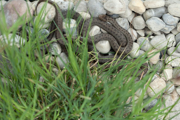 Smooth snake (Coronella austriaca).