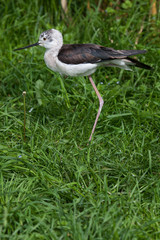 Black-winged stilt (Himantopus himantopus)