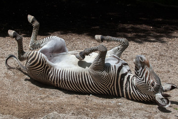 Fototapeta na wymiar Grevy's zebra (Equus grevyi).