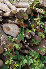 Holzstapel, überwuchert von Brombeere