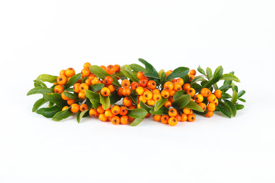 Sea buckthorn berries isolated on white background