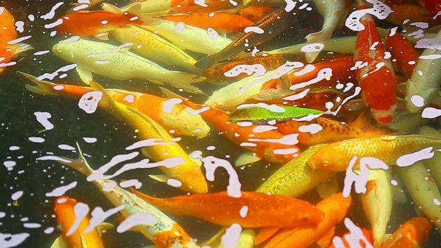 Japanese KOI fish in the pond