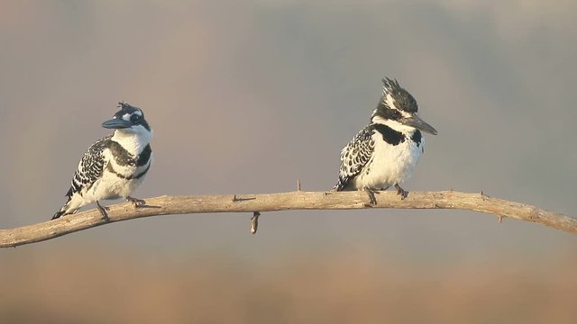 Pied kingfisher, Ceryle rudis, two birds on branch, South Africa, August 2016