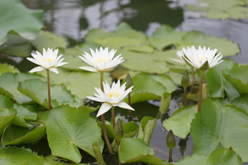 White Lotus flower bloom in pond,water lily in the public park.