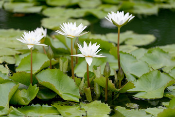 White Lotus flower bloom in pond,water lily in the public park.