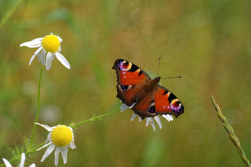 Peacock butterfly