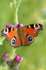Peacock butterfly