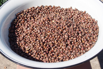 Many cedar nuts in a large bowl