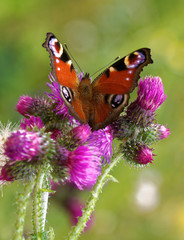 Peacock butterfly