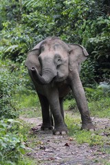 Fototapeta premium Borneo Pygmy Elephant (Elephas maximus borneensis) in Borneo, Malaysia