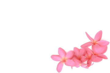 red Frangipani flower isolated on white background, Selective focus with text space on frame
