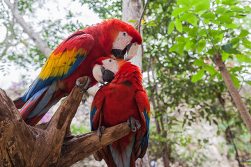 One Scarlet Macaw (Ara macao) cleaning another one on branch.
scarlet macaw is one of the most beautiful members of the parrot family and one of the largest Neotropical parrots