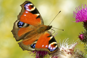 Peacock butterfly