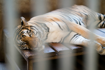 tiger in a zoo cage