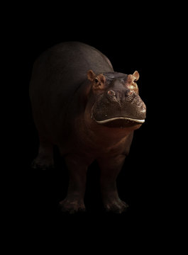 hippopotamus in the dark background