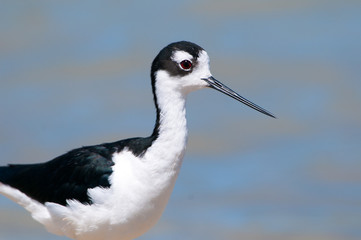 Black-necked Stilt Portrait, standing in a Marsh. Blue water background. Oregon, USA