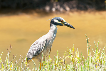 Yellow-crowned Night Heron foraging for food in a marsh, California, USA
