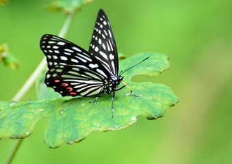 美しい蝶　-　アカボシゴマダラ