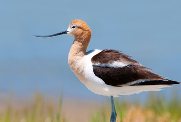 American Avocet in Breeding Plumage, standing in a marsh, Oregon, USA