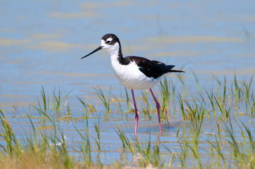 Black-necked Stilt Portrait, standing in a Marsh. Blue water background. Oregon, USA
