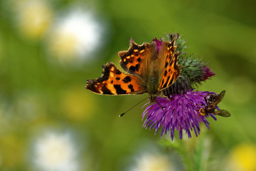 Comma butterfly