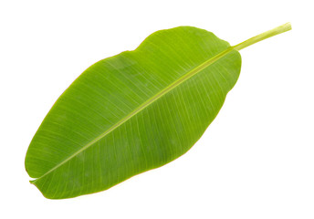fresh whole banana leaf isolated on white background
