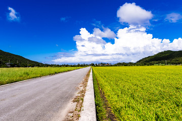 Rice field road, paddy fields, blue sky. Okinawa, Japan, Asia.