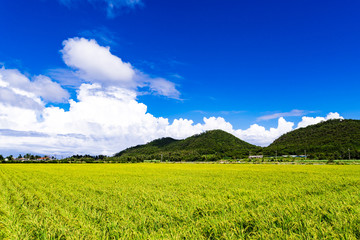 Paddy, rice, landscape. Okinawa, Japan, Asia.