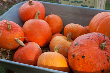 A pile of orange pumpkins in hand truck.