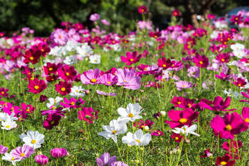 Fototapeta premium cosmos flower blooming in the garden