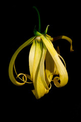 Kananga or Ylang ylang flower isolated on black
