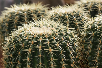 golden barrel cactus on the gravel in botanical garden