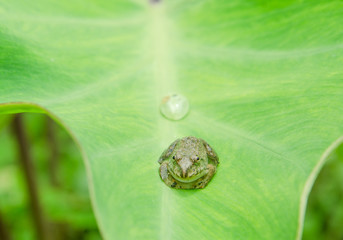 Frog on leaves Bon leaf in a nature.