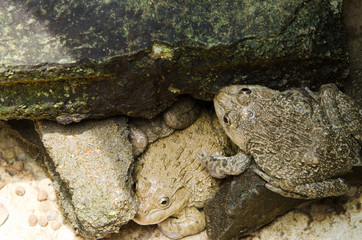 beautiful Dark-sided Frog in tropical forest.pond, fauna, resting, colourful,
